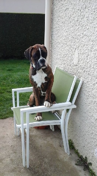 Chiens nés à la maison